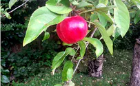 Was it really an apple?