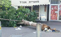 נס: העץ קרס במקום הומה אדם - ללא נפגעים