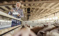 Animal rights organizations slam Israel's pork industry