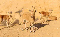 דו"ח מצב חיות הבר בישראל