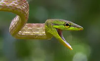 נחשים קופצים מהגג באוסטרליה