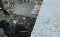 בעזרת צה"ל: הכלבה ממצפה יאיר נמצאה בבית הפרובוקטור