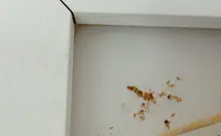 "אחוז גדול של רסק עגבניות נגוע בחרקים"