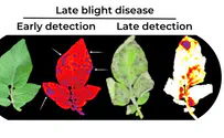 Hebrew University develops biosensor to detect plant disease