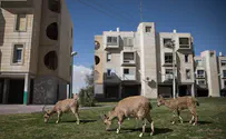 יצא פורים – נכנס סוד                
