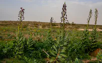 צבעי ארגמן מלוא העין