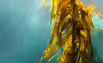 Israel develops “Super Seaweed” for health compounds, medicine