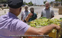 ביעור פירות שביעית