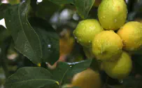 לימונים הנקטפים בימים אלו – עדיין קדושים?