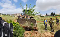המנהל האזרחי עקר עצים ביישוב נוקדים