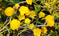 Plant research reaches a new high