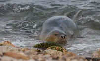 כלבת הים 'יוליה' חזרה שוב לחופי תל אביב