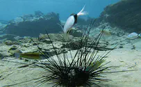 Israeli researchers warn deadly epidemic threatens coral reefs