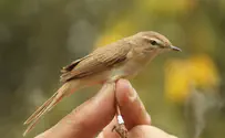 ציפור השיר קנית אורז תועדה בירושלים