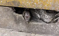 NYC's new fad - rat tours