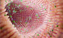 New study offers insights into the gut-brain axis in autism