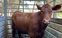 Palestinian Arabs afraid of the red heifer