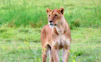הסתיימו החיפושים: הלביאה התבררה כחזיר בר