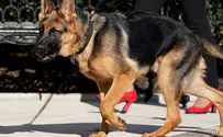 Biden's dog out of the White House due to biting incidents