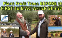What does Tu B'Av have to do with Fruit Trees?
