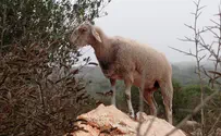 Samaria farms open to public touring for the first time
