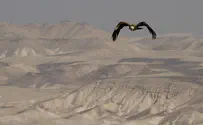 How birds of prey are being used to find massacre victims