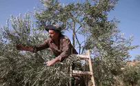 צבי סוכות: הצווים ימנעו פרובוקציות במסיק