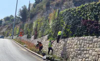 סירבו לשתול בצורת דגל ישראל - ופוטרו