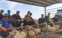 הרוב במלחמה, השאר לומדים ועובדים בשדות