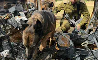 Israel Dog Unit Search for the Oct 7 victims continues