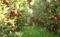 צילום: .istock New Fruit Trees of Life for the 1,200 victims