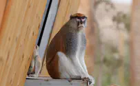 נפתח פארק החיות המדברי