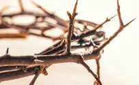 A thorn in our side