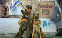Shelter that rescued Gaza region dogs burns down