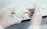 New yeast might prevent deadly fungal infections