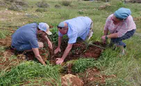 לאחר ההרס: בנוקדים נטעו עצים