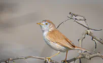ציפור מיוחדת נצפתה בישראל
