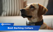 Best Barking Collars of 2024