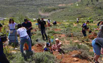 נטיעות באפרת לזכרן של בנות משפחת די הי"ד