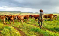 Emergency campaign for farm heroes