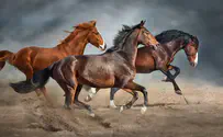 Blood-covered horses run loose