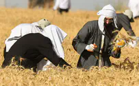 מדוע סופרים את העומר?
