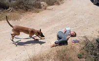 Special workshop trains rescue dog handlers