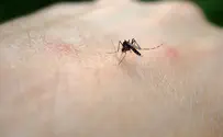 יתושות נגועות אותרו באזור המרכז ובאילת