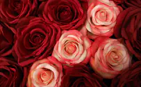 Red Rose Symbolism