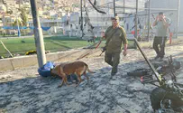 Israel Dog Unit works to locate Majdal Shams victims' remains