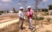 Zo Artzeinu is planting 12,000 fruit trees near the Gaza border