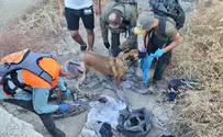 Search for missing girl continues in Tzfat