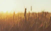 Emor: The Omer Controversy