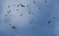 איות הצרעים חולפות מעל שמי ארצינו